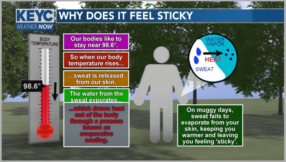 As our body temp rises we sweat. Sweat is just water leaving the body and as it does it...