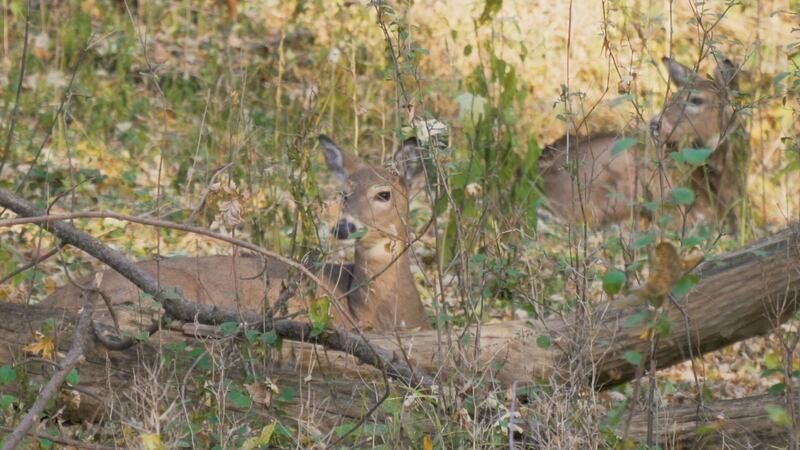 Two deer sit in the woods in Minnesota.