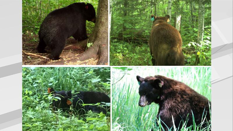 MN DNR Research Bears