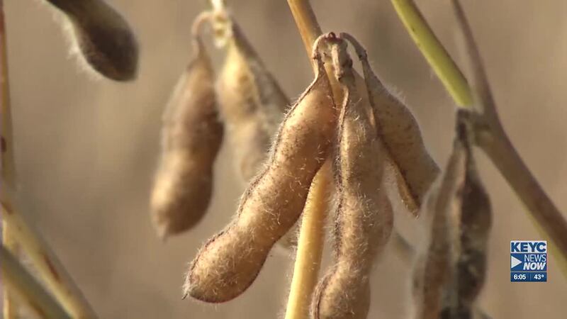 This will be his second two-year term on the board on behalf of the Minnesota Soybean Research...