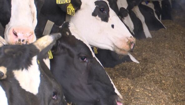 New testing requirements for dairy cows before events in Minnesota - Vimarsana News