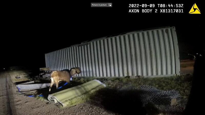 The goat named Billy was being a little rowdy, according to the sheriff’s office, damaging a...