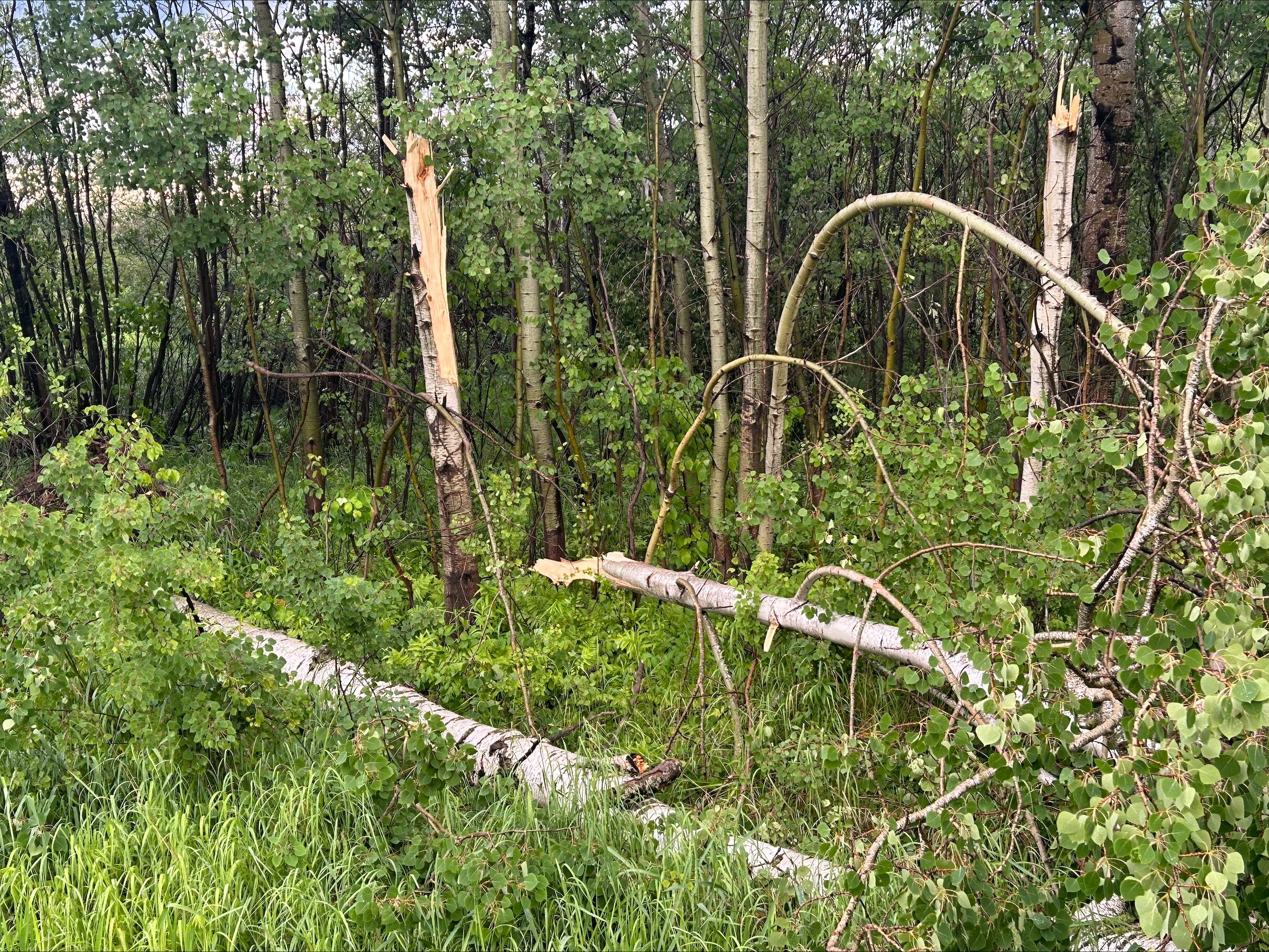 Severe weather hits Northeast Minnesota hard - Vimarsana News