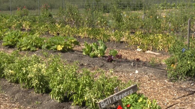 Blue Earth County Community Farm grows, donates organic produce to Feeding Our Community...