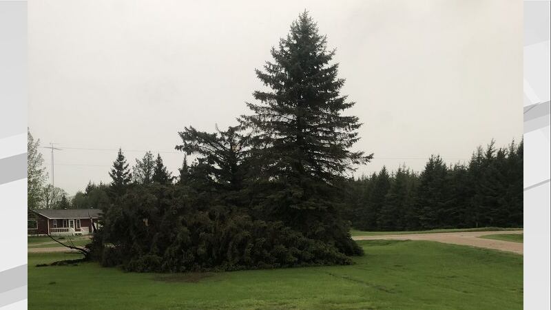 Tree down from storms on May 30, 2022.