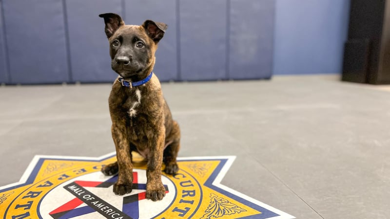 Mall of America's newest K9 Dash