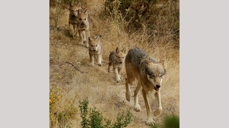 A male grey wolf leads his four pups to explore their habitat at the Oakland Zoo in Oakland,...